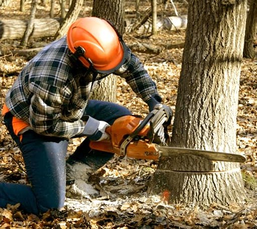Tree Removal in Longford, KS